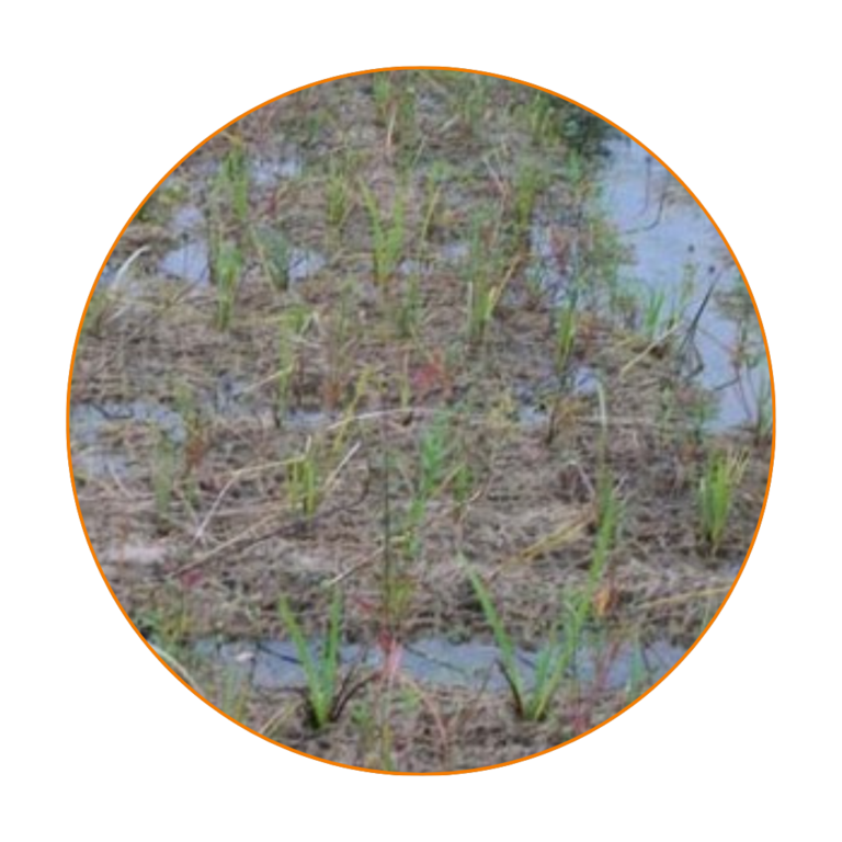 Pre-Grown Coir Pallets usage